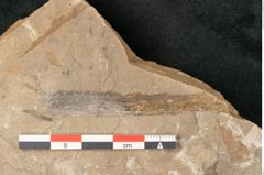 Foto (Detailansicht) von Walchia piniformis Sternbg. (NHMW-GEO-2024-0188-11127)